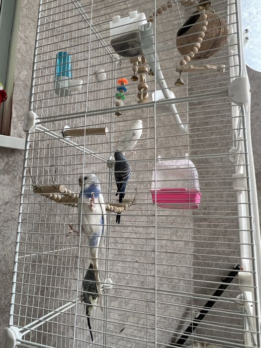 Попугай в хороших руках