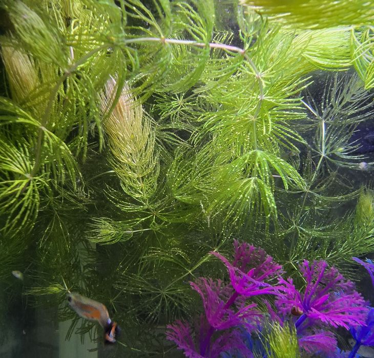 Растения для аквариума