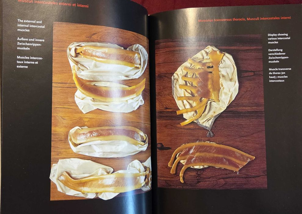 Encyclopaedia Аnatomica