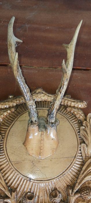 Trofee căprior, cuier