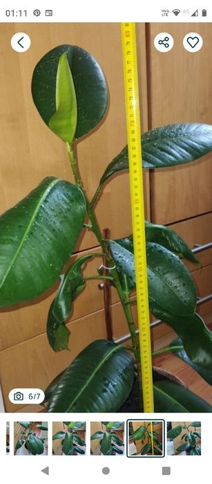 ficus plantă naturală 80 cm.