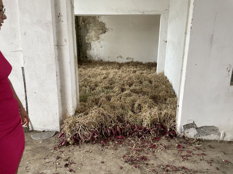 Ceapă roșie de apă