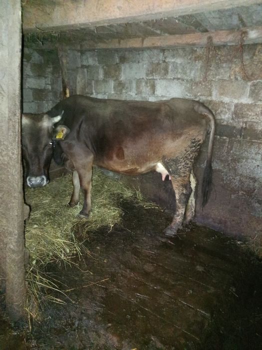 Vaca cu vițica de 6 săptămâni