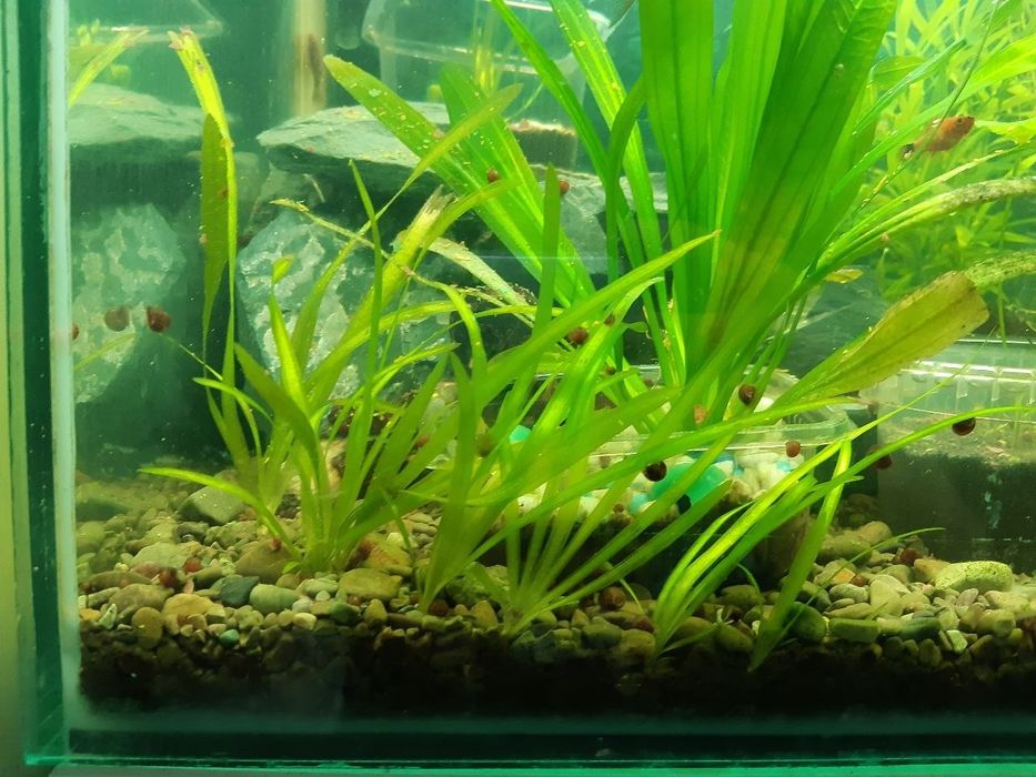 Продам или обменяю Валиснерию