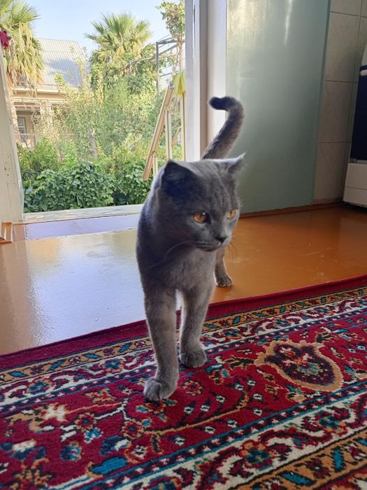 Tecno Canom 20PowerShot