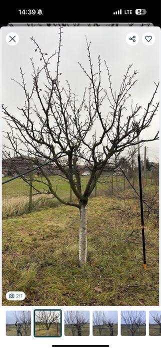 Taiere pomi fructiferi /cosmetizare