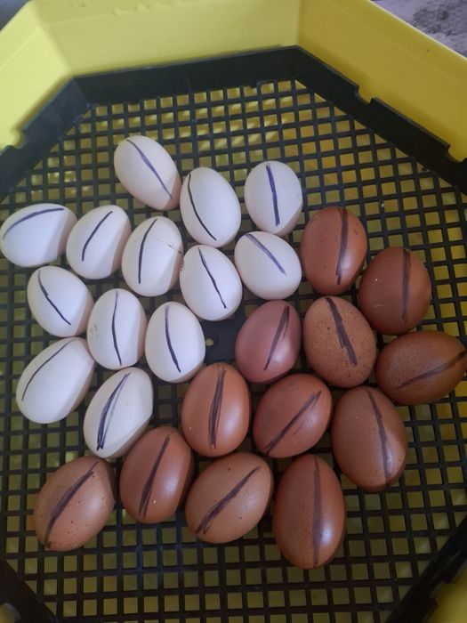 Ouă disponibile din rasele Brahma Portelan. Si rasa Marans .