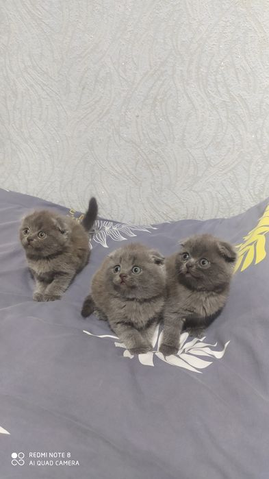 Шотландские Вислоухие котята Фолд