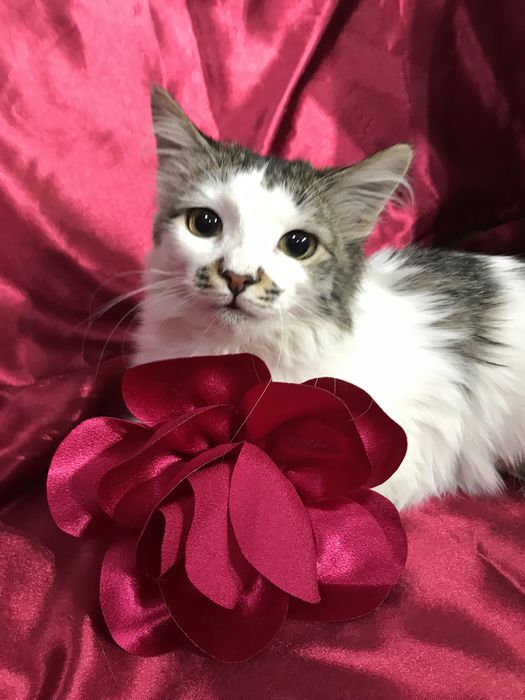 Кошечка ищет семью