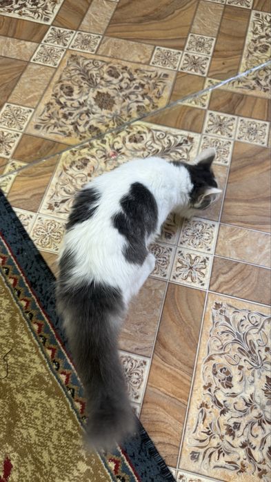 кошка отдам даром