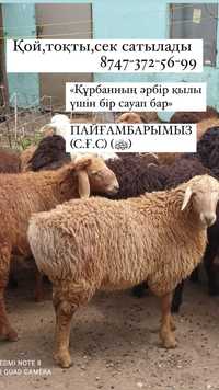 Совместимость Козы (Овцы) и Свиньи (Кабана): союз двух сердец