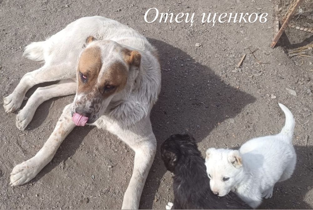 Продаются щенки Төбета