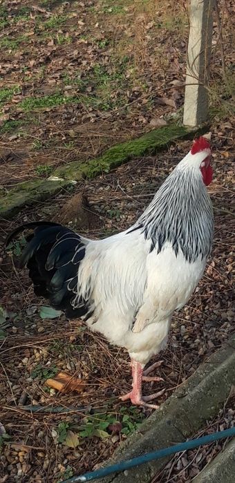 Vand cocos sussex sau schimb