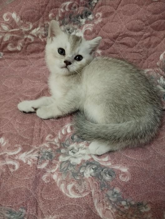 Шотландские котята