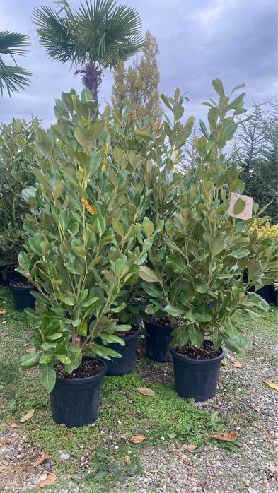 Magnolie tufă și copac