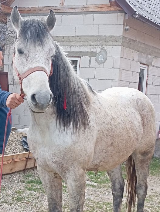 Vând cal de 8 ani garantat de tras