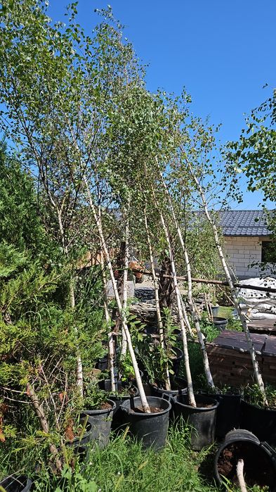 Artar  japonez  acer  catalpa