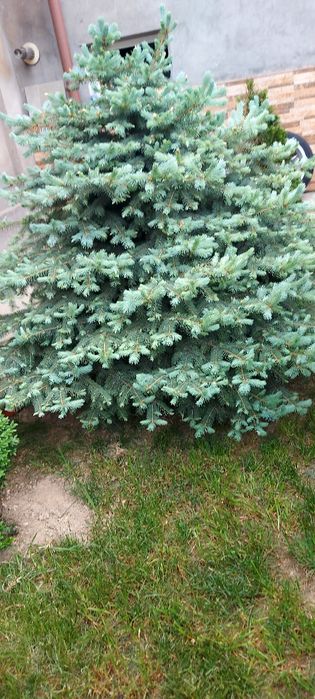 Арча  жуда чиройли буй 1м 50см  1м 70см. 2та