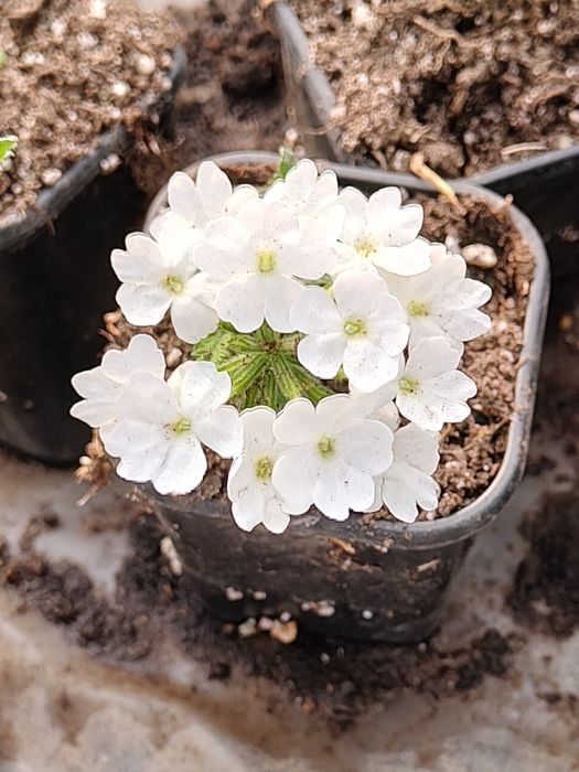 Продавам различни видове цветя