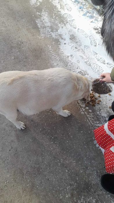 Чья потеряшка - лабрадор?