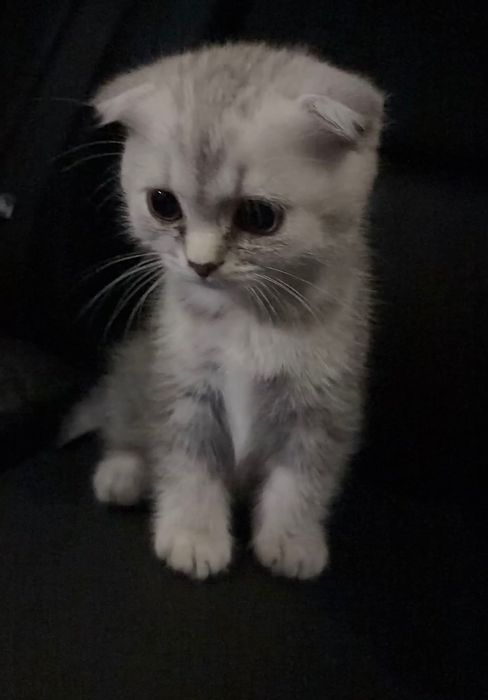 котенок девочка астана