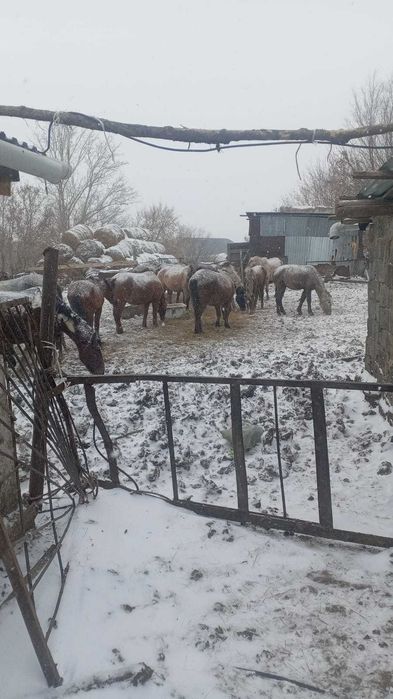 Продам лошадей (кобылы)