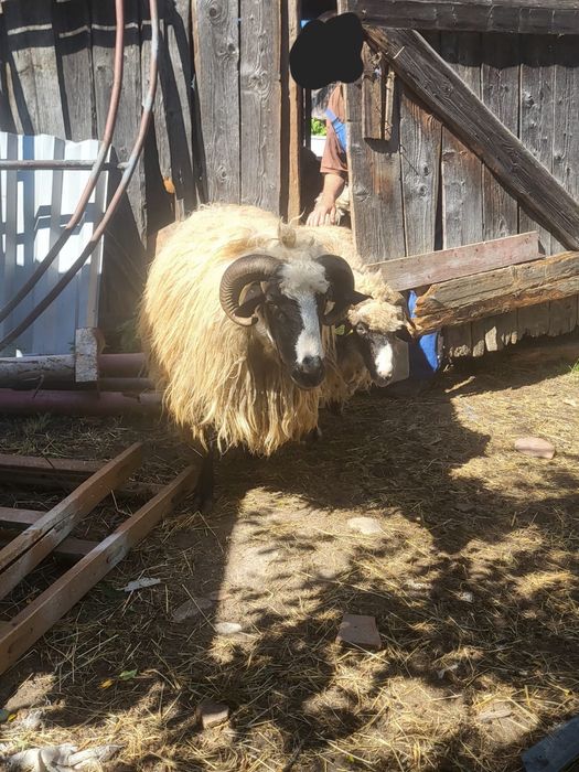 Vând oi breze 1100 de lei