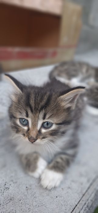 Котята ищут дом и