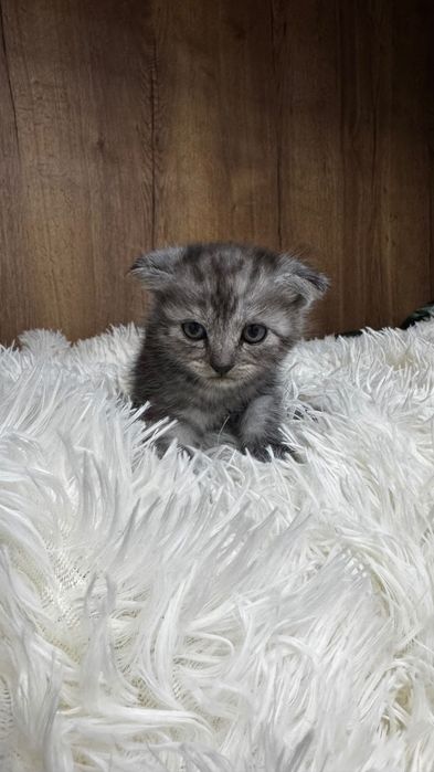 Продам шотландских котят