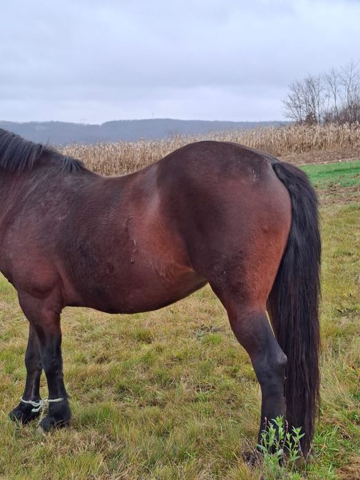 Vand iapă de 8 ani cu acte mai multe mesaje in privat