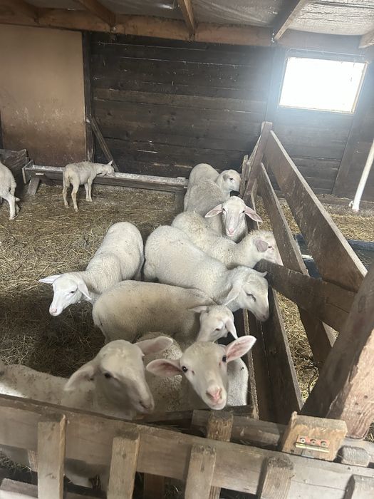 Vand mielute si berbecuti lacaune