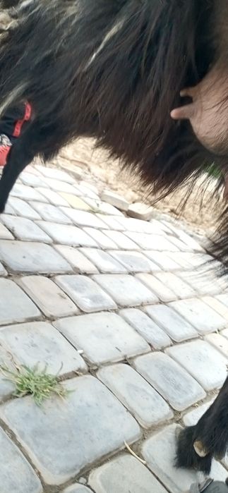 Екиши тума ешкі салсатылады