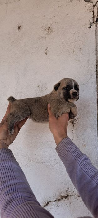 Alabay kuchuklar sotiladi toza qonli ota onalari katta alabaylar
