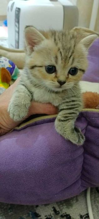 Продаются котята