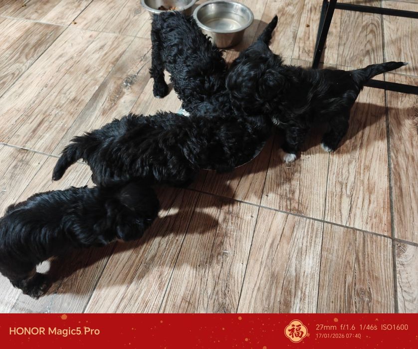 Pui bishon 6 săptămâni