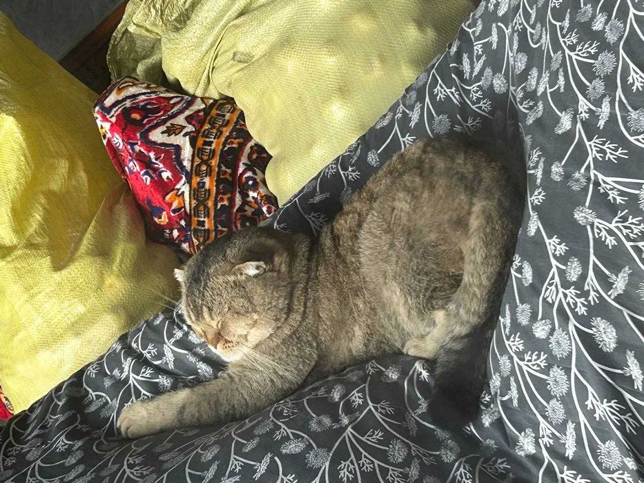 Потерялся кот! / Мушук йуколган. ВОЗНАГРАЖДЕНИЕ / МУКОФОТИ бор