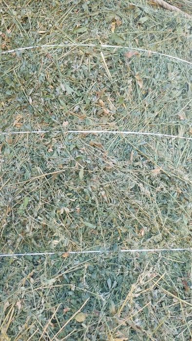 Сено жоношка жоношка люцерн