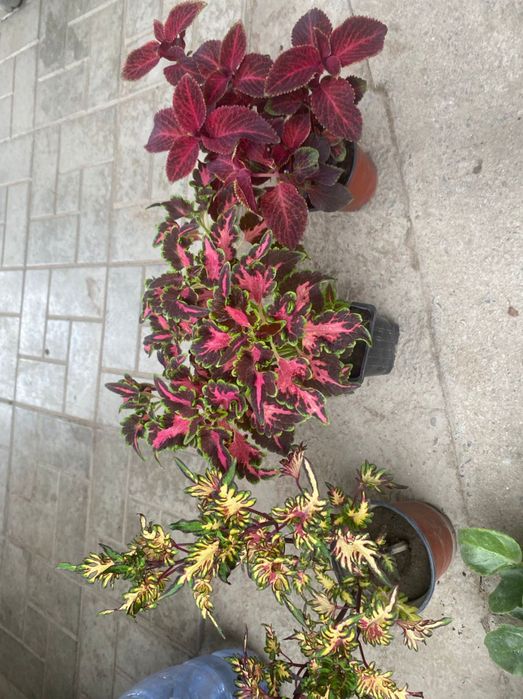 Цветы.  Фиалки   от 800 тг