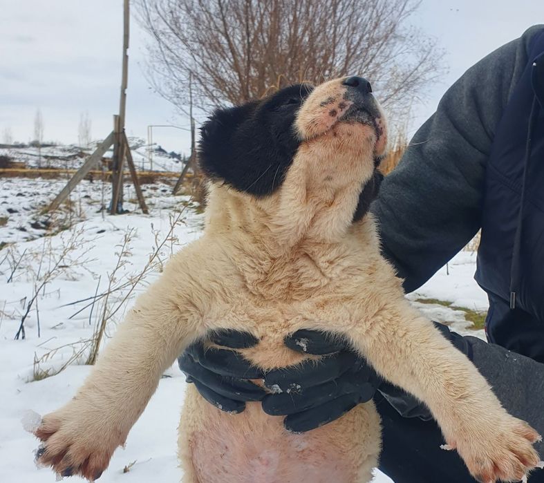 Alabay sobaka(kuchuk bolasi)