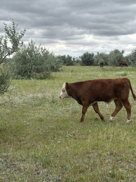 Продам бычков акбас