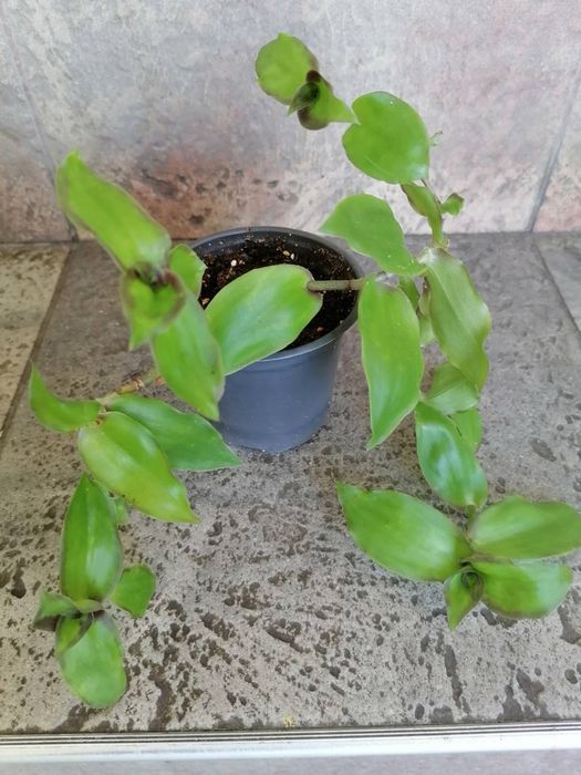 Цветя за продажба