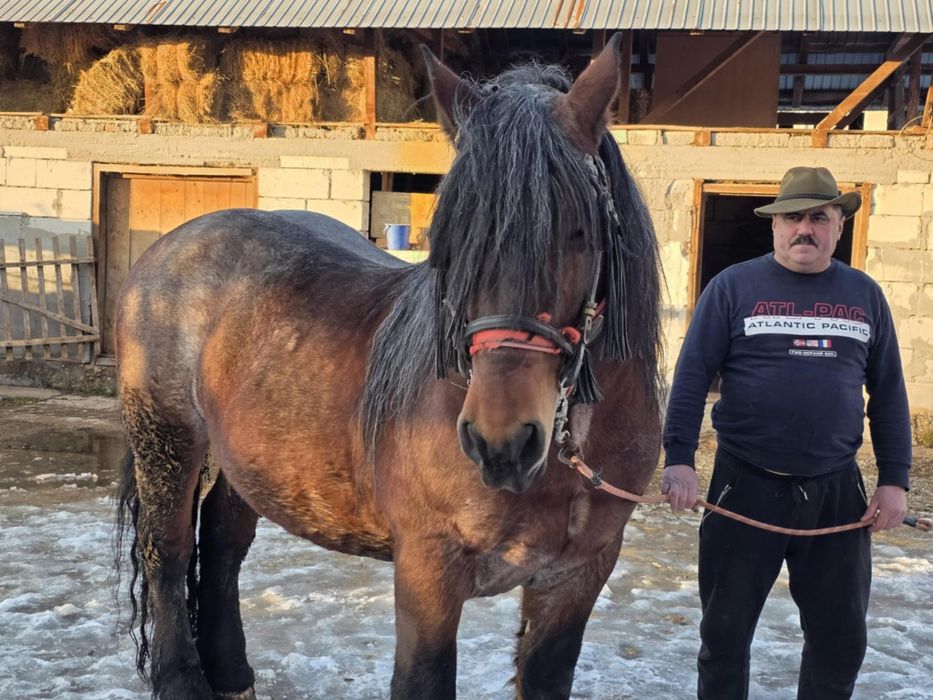 Armasar vanzare varsta 8 ani