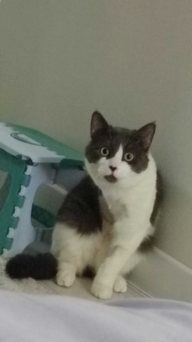 Ласковый Котик ищет дом