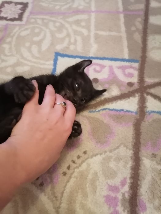 Отдам в хорошие руки котят..