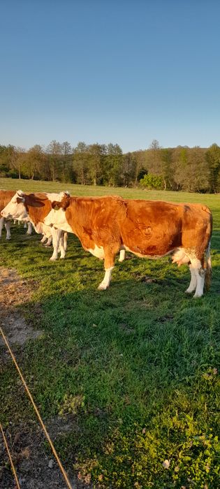 Vacă bălțată romînească  fătată, a treia oară.