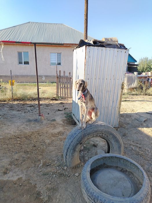 Тазы ит  сатылады