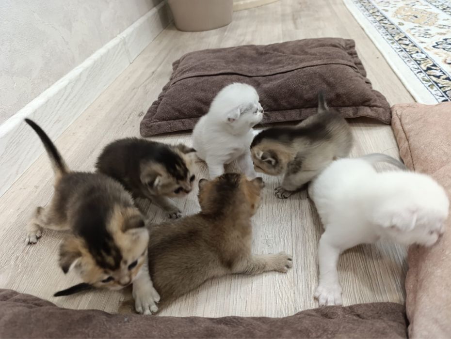 Котята Шотландская Шиншилла