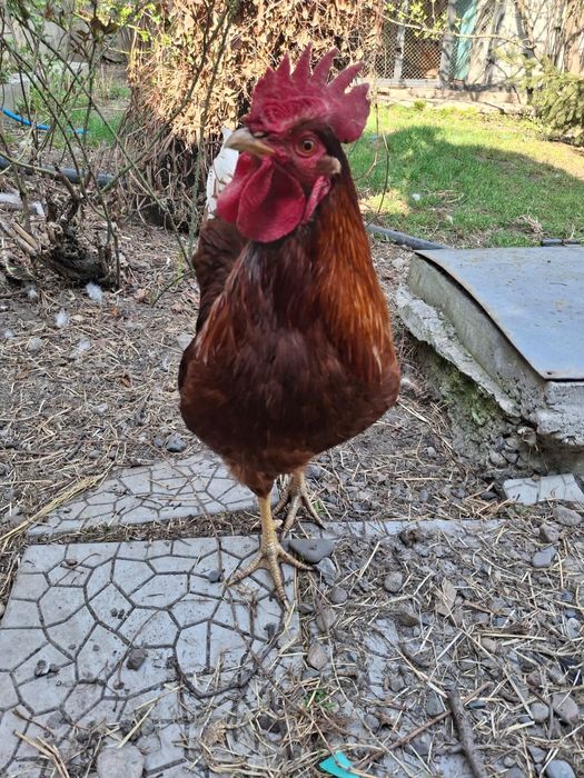 Молодые петушки домашние