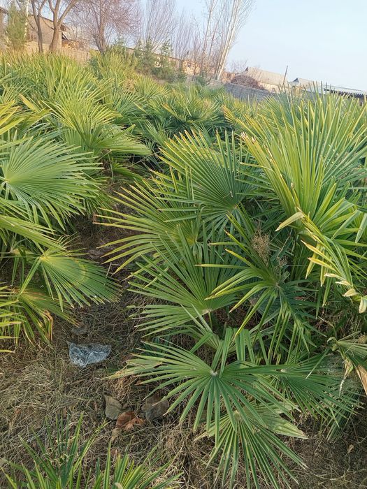 Kalonavidniy tuya bn palma sotiladi