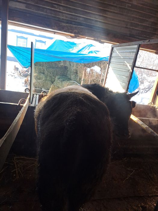 Продам быка 1,5года